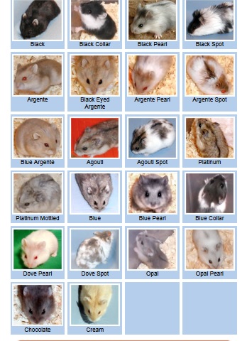 Syrian Hamster Colors Chart